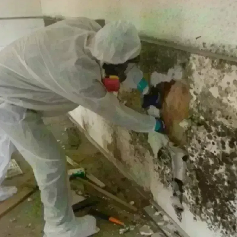 Mold Remediation and Removal in Apopka, FL